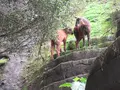 台北市立動物園台湾動物区の写真_525577