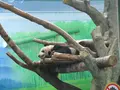 台北市立動物園大猫熊館の写真_525585