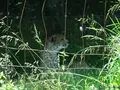 富士サファリパークの写真_526609