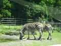富士サファリパークの写真_526611