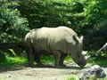 富士サファリパークの写真_526612