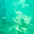 グリーン島の写真_527139