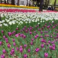 Teafanny （ティファニー）の写真_527401