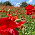 国営昭和記念公園の写真_527440