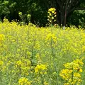 国営昭和記念公園の写真_527441