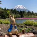 富士芝桜まつりの写真_527449