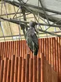 掛川花鳥園の写真_531102