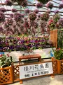 掛川花鳥園の写真_531108