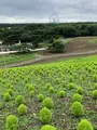 ひたち海浜公園の写真_532082