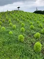 ひたち海浜公園の写真_532083