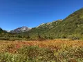 栂池自然園の写真_534115