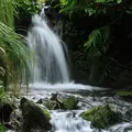 栂池自然園の写真_534117