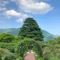 箱根強羅公園の写真_534155