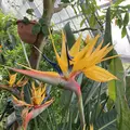 箱根強羅公園の写真_534157