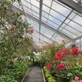 箱根強羅公園の写真_534161