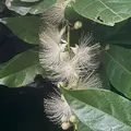 西表島ガイドUMICO Iriomote Guide UMICOカヌー/カヤック＆トレッキングの写真_535689