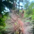 西表島ガイドUMICO Iriomote Guide UMICOカヌー/カヤック＆トレッキングの写真_535690