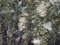 西表島ガイドUMICO Iriomote Guide UMICOカヌー/カヤック＆トレッキングの写真_535695