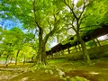 東福寺の写真_535948