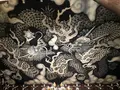 建仁寺の写真_537210
