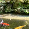 武家屋敷跡 野村家の写真_538223