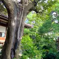 武家屋敷跡 野村家の写真_538228