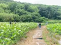 古代ハスの写真_540462