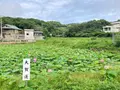 古代ハスの写真_540463