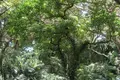 ガンガラーの谷の写真_541599