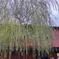 ひがし茶屋街の写真_541674