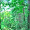 神道の写真_542253