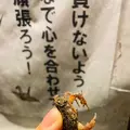 郡上踊り（徹夜踊り）の写真_542308