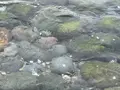 島武意海岸の写真_543055