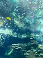 沖縄美ら海水族館の写真_543094
