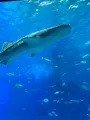 沖縄美ら海水族館の写真_543095