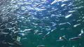 四国水族館の写真_544449