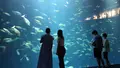 四国水族館の写真_544450