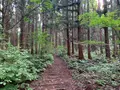 信州信濃町 癒しの森の写真_547418
