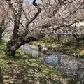 川越氷川神社の写真_547809