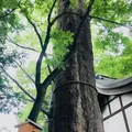川越氷川神社の写真_547810