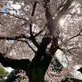川越大師 喜多院の写真_547870