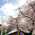 川越大師 喜多院の写真_547871