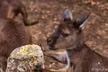 カンガルー・アイランド・ワイルドライフ・パークの写真_550458