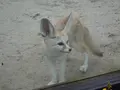 伊豆シャボテン動物公園の写真_550698