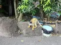 伊豆シャボテン動物公園の写真_550699