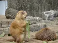 伊豆シャボテン動物公園の写真_550700