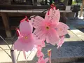 針綱神社の写真_552083