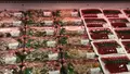 坂下水産（株）おさかなセンター糸満店の写真_552789
