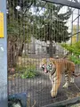 旭川市 旭山動物園の写真_556415