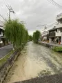 祇園白川の写真_560394